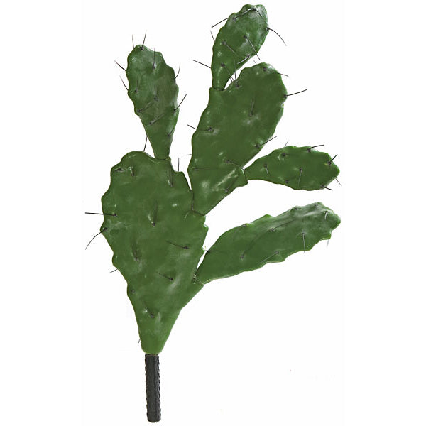 Cactus Succulents
