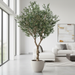 10ft IFR Olive Tree with Berries