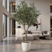12ft IFR Olive Tree - Corrected Trunk