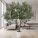 8ft IFR Olive Tree with Berries