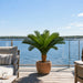 36"Hx44"W Custom-Made Outdoor UV-Proof Artificial Sago Cycas Cluster Palm -18 Fronds -Green - A0018