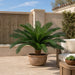 44"Hx68"W Custom-Made Outdoor UV-Proof Artificial Sago Cycas Cluster Palm -24 Fronds -Green - A0080