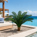 44"Hx68" Custom-Made Outdoor UV-Proof Artificial Sago Cycas Cluster Palm -18 Fronds -Green - A0088