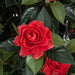 19" Outdoor UV-Proof Artificial Gardenia Flower Bush -Red (Pack of 4) - A-0685