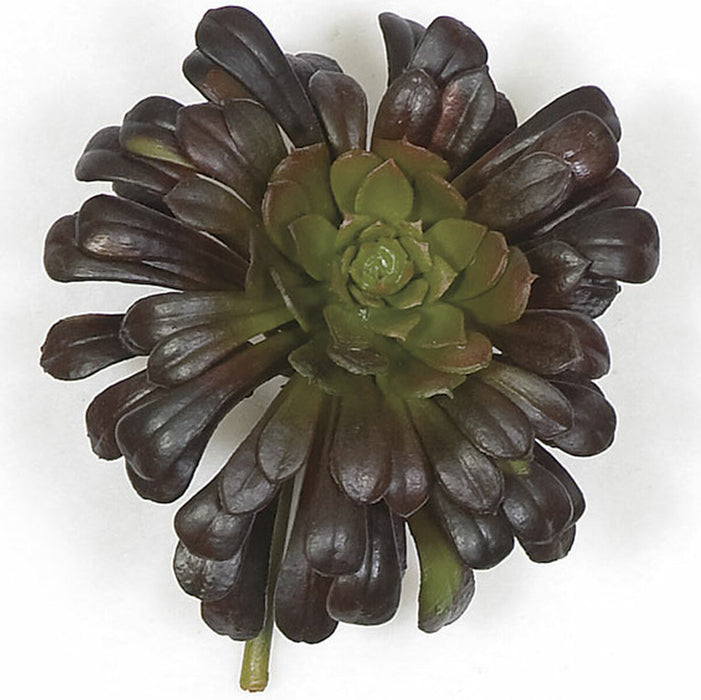 6"Hx5"W Aeonium Artificial Stem -Burgundy/Green (Pack of 12) - A110840