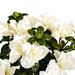 16" Outdoor UV-Proof Artificial Azalea Flower Bush -White (Pack of 6) - A-120502