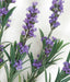 24" Silk Lavender Flower Bush -Lavender (pack of 6) - A121580
