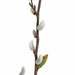 40" Silk Pussy Willow Blossom Flower Stem -White (Pack of 12) - A130230