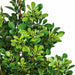 20" Outdoor UV-Proof IFR Artificial Boxwood Plant -Green (Pack of 4) - AR135530