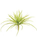 22" Artificial Plastic Grass Plant -Light Green (pack of 12) - A14242-0GR