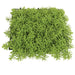 10"x10"x2.5" Hanging Senecio Artificial Mat -Light Green (Pack of 6) - A150300
