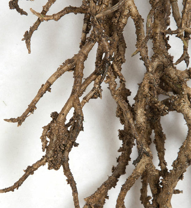 5'6" Artificial Coral Twig Vine -Brown (Pack of 4) - A152110