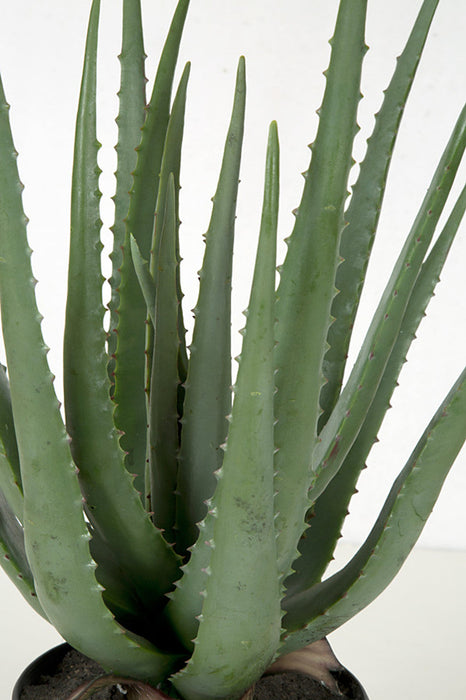 22" Soft-Touch Artificial Aloe Succulent Plant w/Pot -Green - A-160265