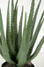 22" Soft-Touch Artificial Aloe Succulent Plant w/Pot -Green - A-160265