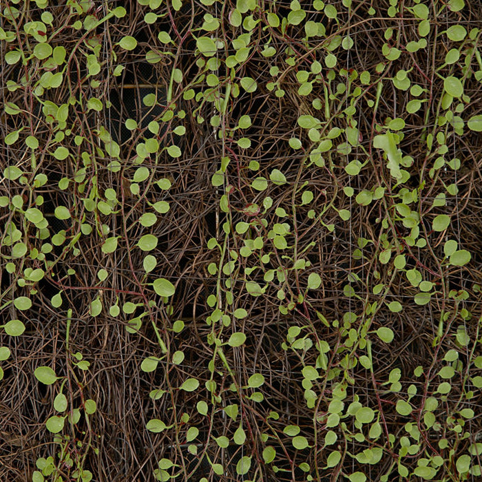 72"x24" Artificial Muehlenbeckia Leaf Screen Mat -Green/Brown - A160605