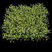 13"x13" Artificial Baby's Breath Gypsophila Flower Mat -Cream/Green (Pack of 6) - A-173370