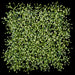 13"x13" Artificial Baby's Breath Gypsophila Flower Mat -Cream/Green (Pack of 6) - A-173370