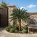 5'6"Hx48"W Outdoor UV-Proof Artificial Sago Cycas Palm Tree -36 Fronds -Green - A174550