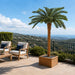 6'6"Hx48"W Outdoor UV-Proof Artificial Sago Cycas Palm Tree -36 Fronds -Green - A174600