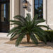 4'6"Hx68"W Outdoor UV-Proof Artificial Sago Cycas Palm Tree -36 Fronds -Green - A174660