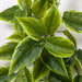 38" Soft Touch Plastic Hanging Pothos Plant -Green (pack of 6) - A181740