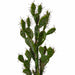 4'5" Artificial Prickly Pear Cactus Stem -Green/Brown - A183190