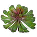 5.5"HX7.5"W Artificial Echeveria Stem -Green/Lavender (Pack of 12) - A-184260