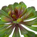 5.5"HX7.5"W Artificial Echeveria Stem -Green/Lavender (Pack of 12) - A-184260