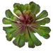 5.5"HX7.5"W Artificial Echeveria Stem -Green/Lavender (Pack of 12) - A-184260