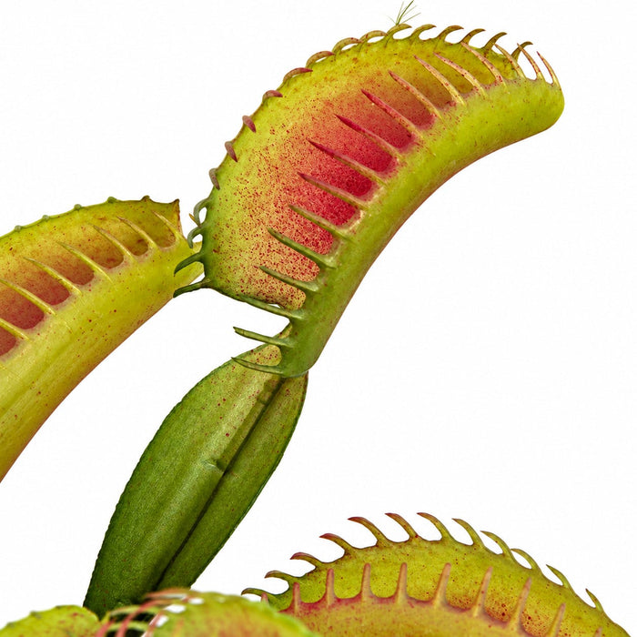 10" Artificial Venus Fly Trap Plant -Red/Green (Pack of 12) - A184330