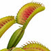 10" Artificial Venus Fly Trap Plant -Red/Green (Pack of 12) - A184330