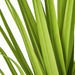 5'2" IFR PVC Wide Leaf Onion Grass Artificial Plant -Lime Green (Pack of 4) - A184530
