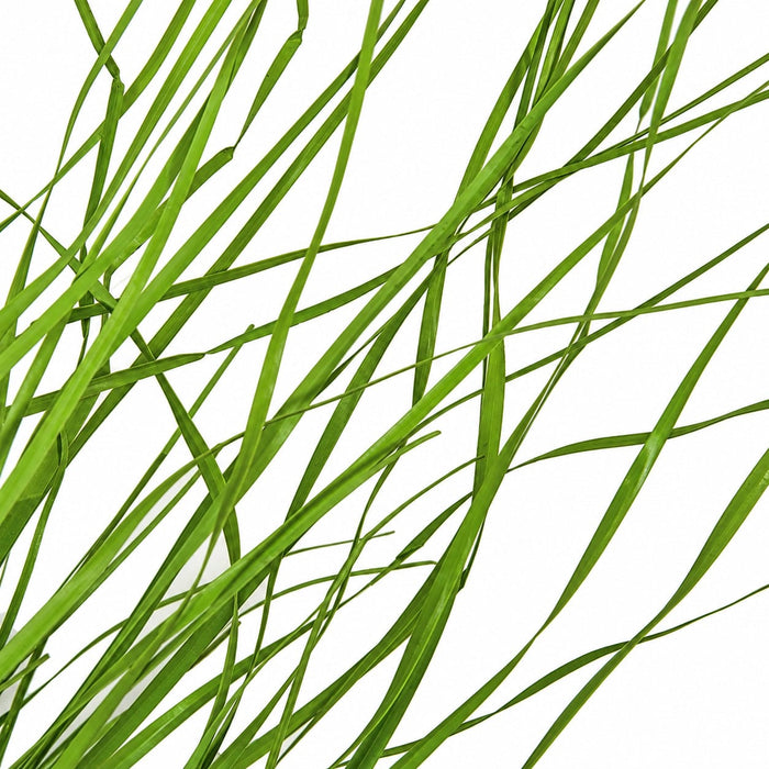 26" IFR PVC Wild Onion Grass Artificial Plant -Light Green (Pack of 12) - A184580