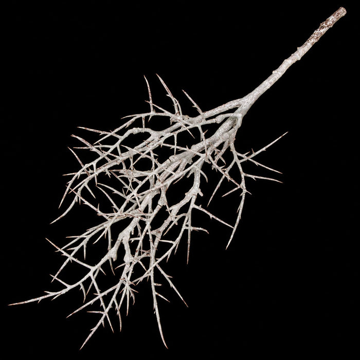 31" Frosted & Glittered Artificial Thorn Twig Stem -Silver/White (Pack of 4) - A-185065