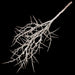 31" Frosted & Glittered Artificial Thorn Twig Stem -Silver/White (Pack of 4) - A-185065