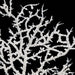25" Glittered Artificial Twig Stem -White/Silver (Pack of 24) - A-192324