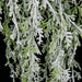 3' Flocked & Glittered Cedar Artificial Garland -Green/White (Pack of 6) - A-192360