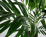 6'6" Real Touch Kentia Silk Palm Tree w/Pot -Green - A192550