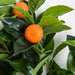 27.5" Artificial Orange Fruit Tree -Orange/Green (Pack of 6) - A-192600