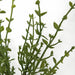 13" Artificial Thyme Herb Stem Bundle -Green (pack of 24) - A193400