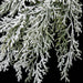 27" Flocked & Glittered Artificial Cypress Stem -White/Green (Pack of 12) - A-193910