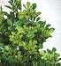 33" UV-Proof Outdoor Artificial Boxwood Plant -Green (pack of 2) - A194190