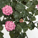 35" UV-Proof Outdoor Hanging Artificial Geranium Flower Bush -Pink (pack of 2) - A194205