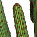 7'11" Plastic Saguaro Cactus Artificial Stem With Red/Brown Needles -Green - A-195730
