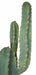 54" Plastic Saguaro Cactus Artificial Stem w/Beige Needles -Green - A195592