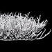 15"x15"x4.5" Glittered & Flocked Artificial Twig Mat -White/Brown (Pack of 6) - A-195790