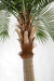 17' Royal Silk Palm Tree w/Metal Base Plate -Green - A196220