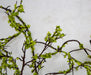 4'10" Moss Covered Twig Artificial Garland -Green (Pack of 6) - A-197480