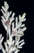 20" Flocked & Lightly Glittered Artificial Pine & Pinecone Stem -White/Green (Pack of 24) - A-230950