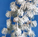 19" Hanging Flocked Artificial Butte Pine & Pinecone Stem -White/Green (Pack of 12) - A-231640